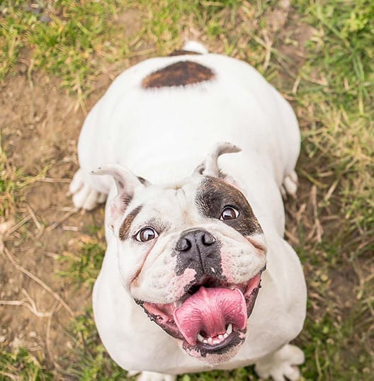 Therapy Dog Training