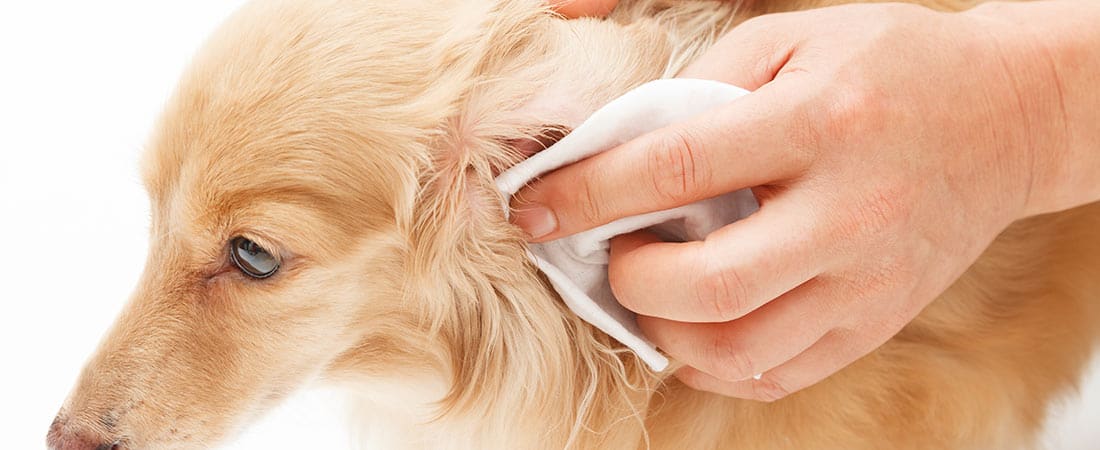 Dog ear cleaning near me sale