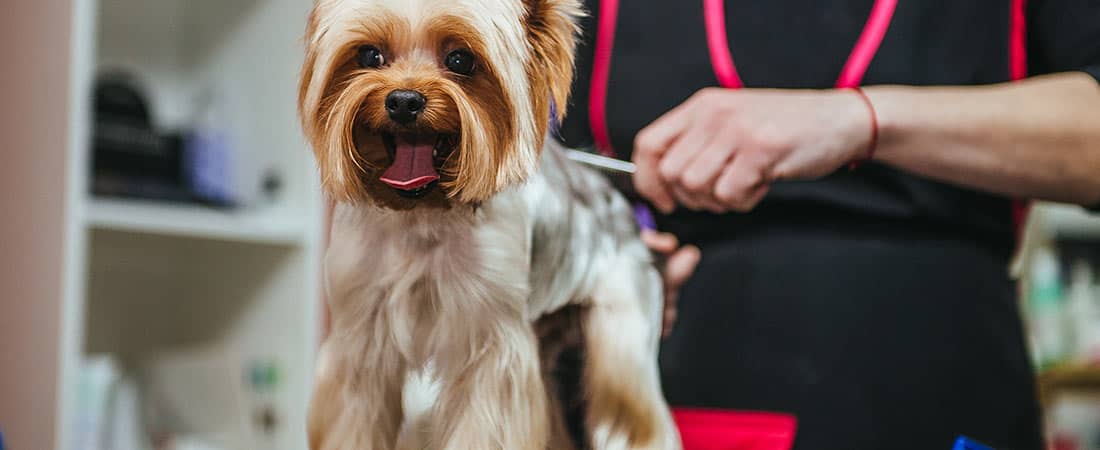 Batavia Dog Grooming 