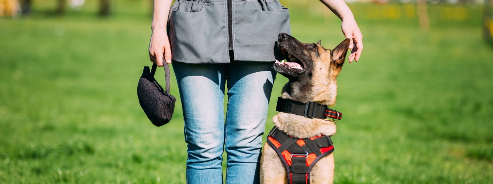 Board and Train Program