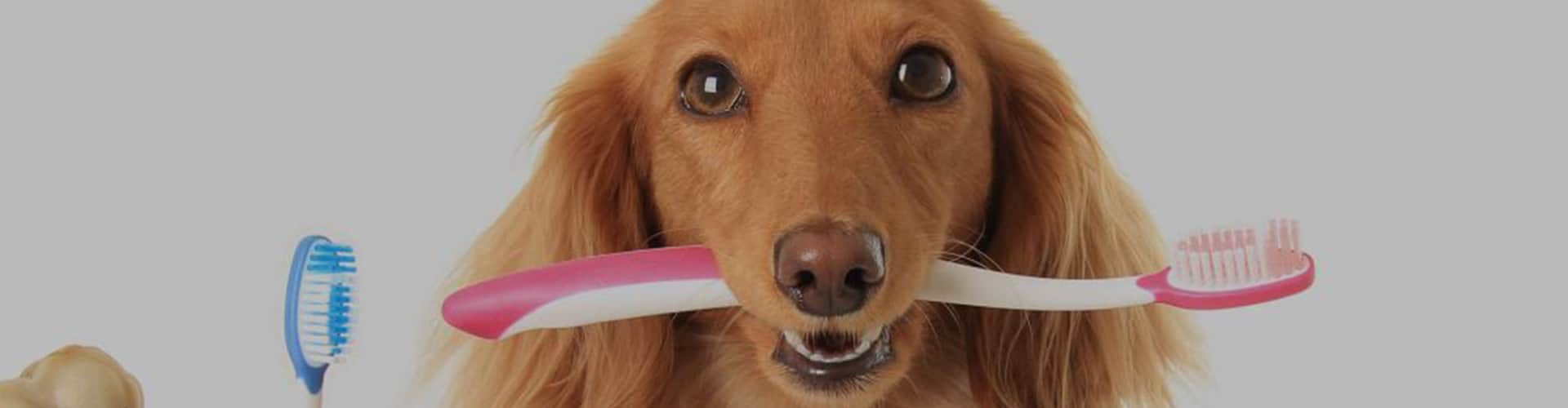 Dog Teeth Brushing Batavia