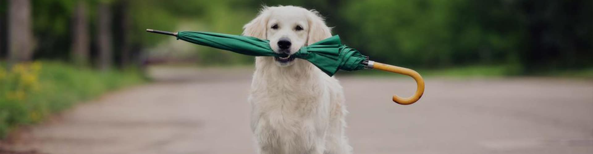 Therapy Dog Training