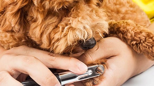 Dog nail trimming Batavia il