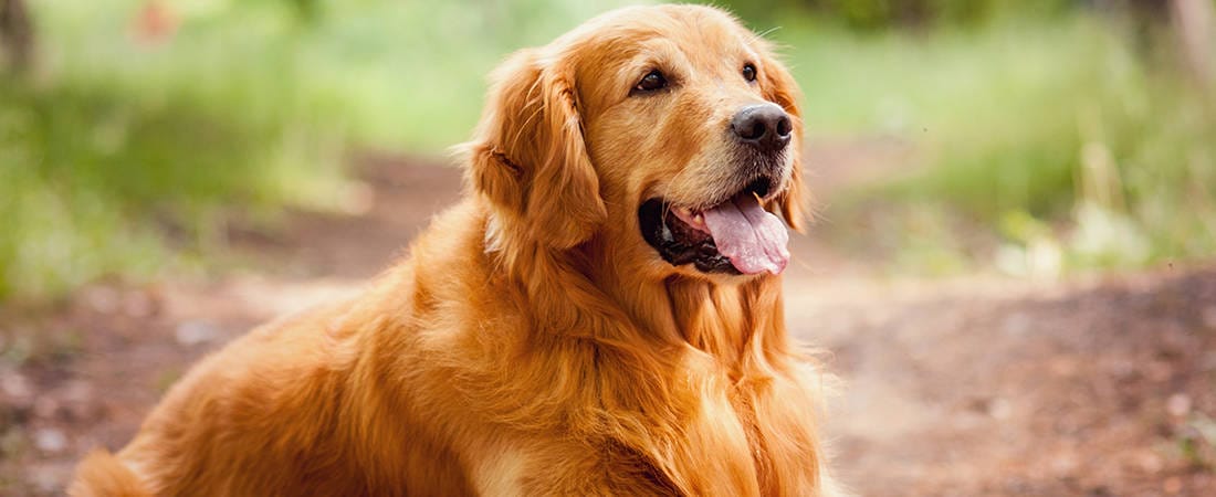 Golden Retriever Care Batavia - WoofBeach Batavia Illinois