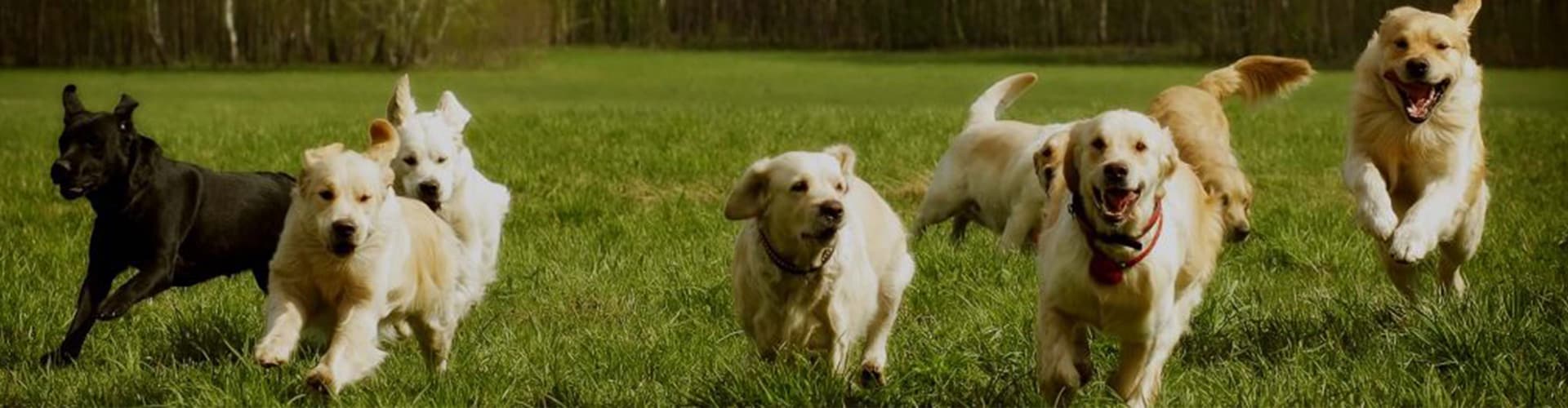 agility training batavia