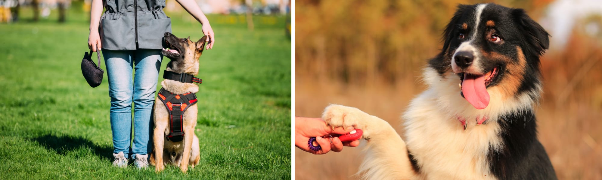 Dog Training in Batavia Woof Beach